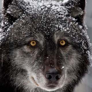 Дмитрий Баффет