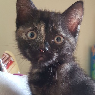 2 фанклуб Пепси