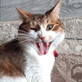 Кот, который смог!