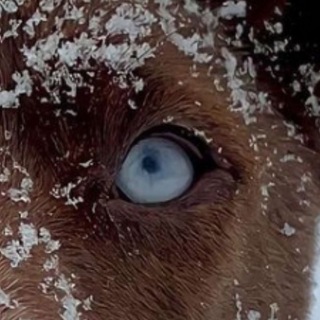 👾~𝑰𝒆𝒚𝒔𝒖.𝒅𝒐𝒈~👾