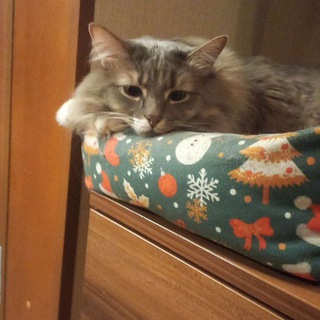 Коля Петарда щитпостит