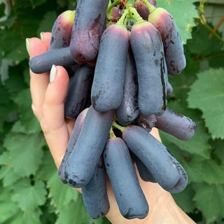 Саженцы ЛПХ Гребенюковы