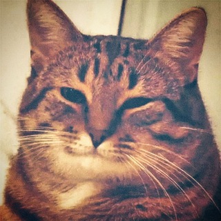 Мемы Дельфина | MDM 🐬