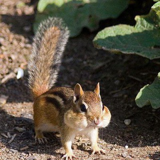 Канал Фуфлика🥖🐿