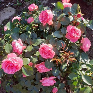 Правление ДНП Григорово Московская область