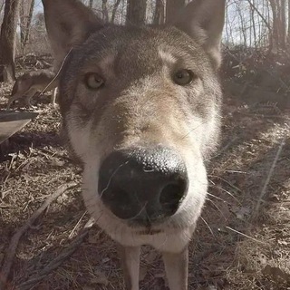 Убежище Кано