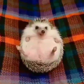 G•Oo•D invented GIF