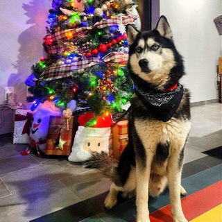 Глобтрекер в США