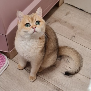 Золотая шиншилла