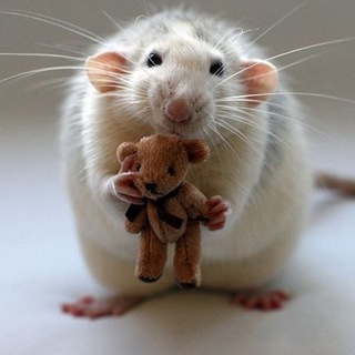 Добрые Мемы