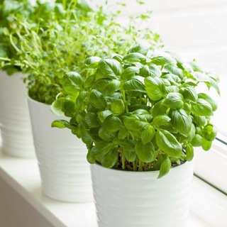 Огород дома