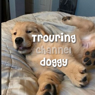 ⋆⁺ᯓ𝑻𝑹𝑶𝑼𝑹𝑰𝑵𝑮.𝑫𝑶𝑮𝑮Y⋆⁺ᯓ ຶ