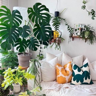 Зеленый дом