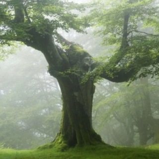 Уютный псих сидящий на ветвях зелёного дуба