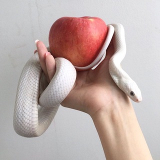 Серые кардиналы