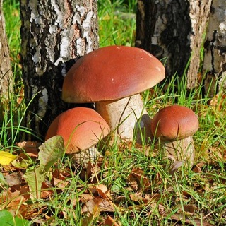 Грибные войска