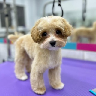 GROOM Левобережный