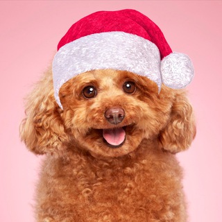 Пудель Груша Star ️