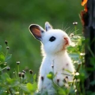 Добрые вести