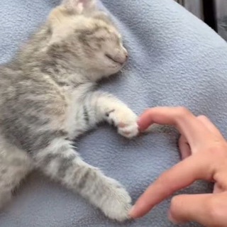 ♡Haito♡ // темки и языки