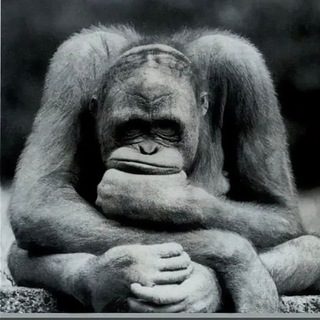 🎓Мышление здоровья. Клуб, меняющий установки 🦍