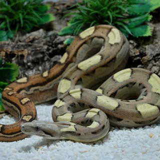 Constrictors Craft by Harry Heinle