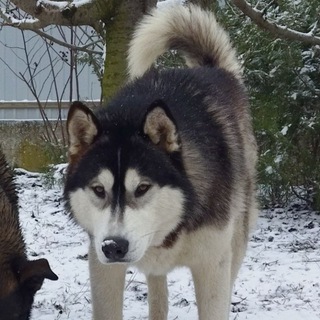 Сибирский Хаски