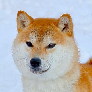 Питомник сиба ину Хатсушиба