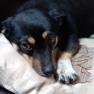 Реабилитация Моти 🐶