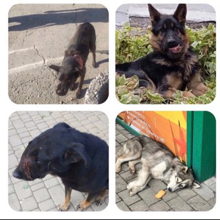 🆘 Помощь бездомным животным ДНР/ЛНР | В память о собаке Славике из Енакиево