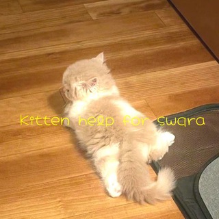 🐱Kitten helpˢʷᑫʳᵃ🐾