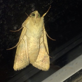 łłłłłøøļăłłəňđ