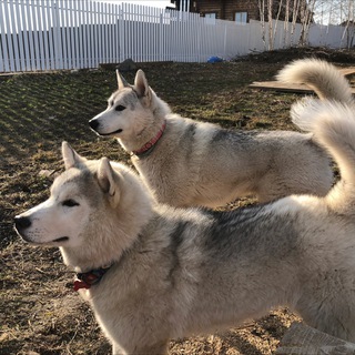 Хоши&Штиль&Руди и другие Обуховы