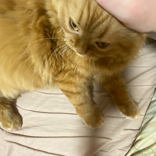 бандеренятко