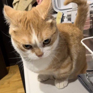 котёночковый щитпост.