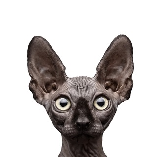 Кот Костян - официальный канал