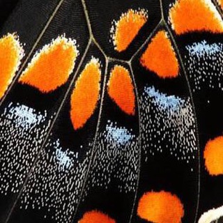 Крылышками бяк!