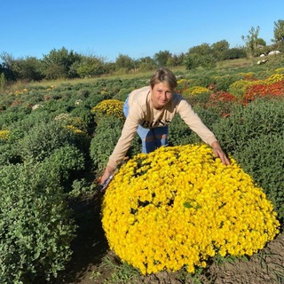 Хризантема🌸, многолетние цветы🌼, чеснок.🧄
