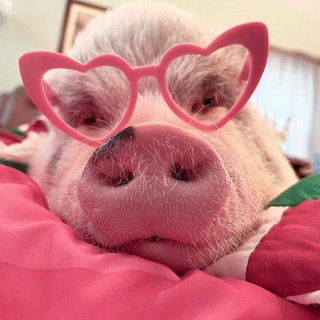 Хрюшкомания