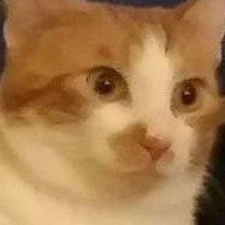 Вестник Мемов