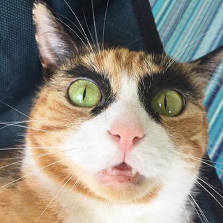 🐈 Смешные Котики 🐈 Funny Cats 🐈