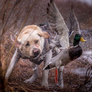 Охота в Приморском крае (лента)