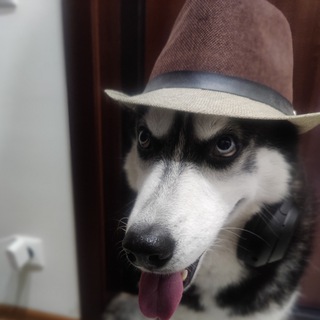 Хаски Кипр | Husky trip