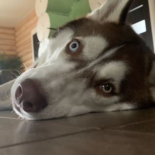 Дом Хаски | Жизнь за городом