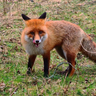 Лиса – Путешественница