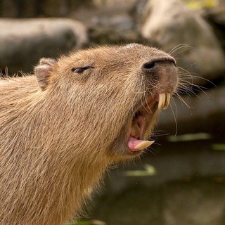 я ненавижу капибар