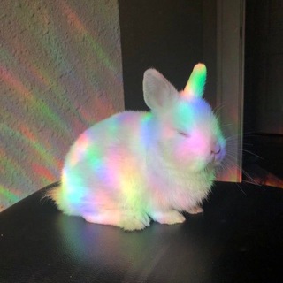 Подопытный кролик