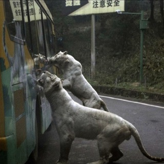 ℑ𝔪𝔭𝔲𝔩𝔰