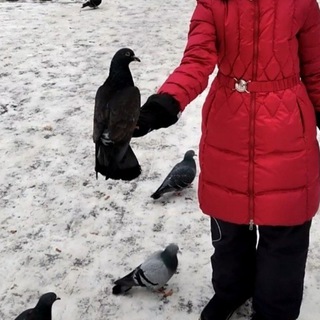 Птицы Тулы и области