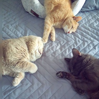 Ёсельхофф и Кыштымберг